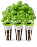 Genovese Basil Plugs 3 pack