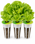 Butter Lettuce Plugs 3 pack