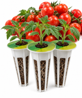 Dwarf Cherry Tomato Plugs 3 pack